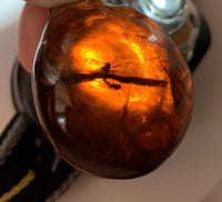 Amber Pendant Insect Inclusions 14k Gold Fine Curb Link Chain COA